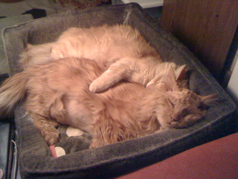 Bob and Blitzen.jpg