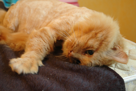Bob in 2006.jpg
