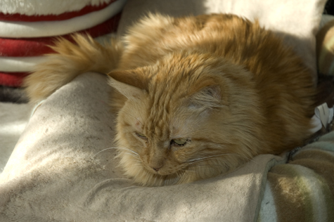 Bob in the sun_sm.jpg