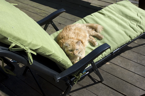 Bob lounging.jpg