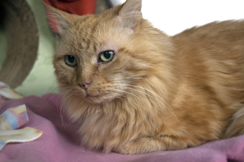 Bob on Blanket.jpg