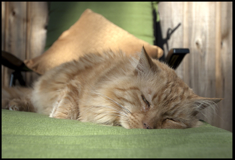 Bob on his chaise.jpg