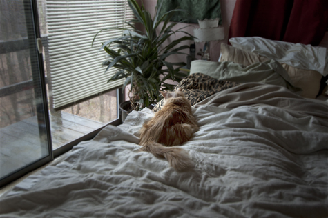 Bob on the Bed.jpg