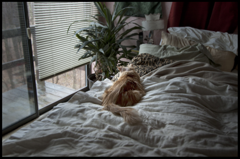 Bob on the Bed.jpg