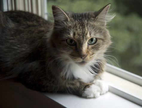 Bobbi in the Window sm.jpg