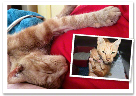 Bobette Before and Surgery B.jpg