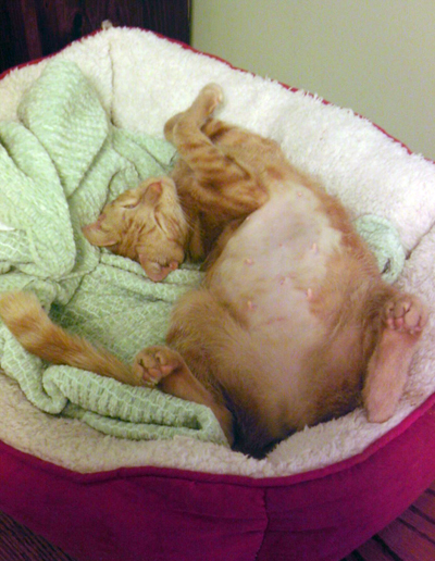 Bobette after spay.jpg