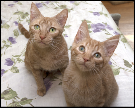 Bobette and Mikey copy.jpg