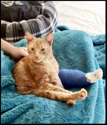 Bobette in Cast on Sam sm.jpg