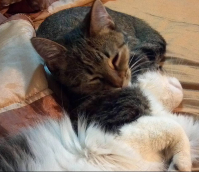 Bongo and bunny.jpg
