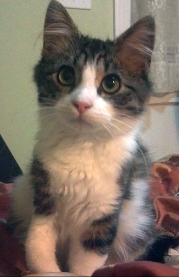 Bongo holding leg.jpg