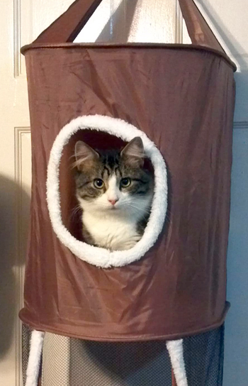 Bongo in the hanging condo cu.jpg