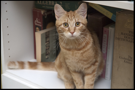Bookshelf Boy.jpg