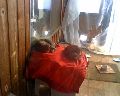 Buddy and Bronte_sm.jpg