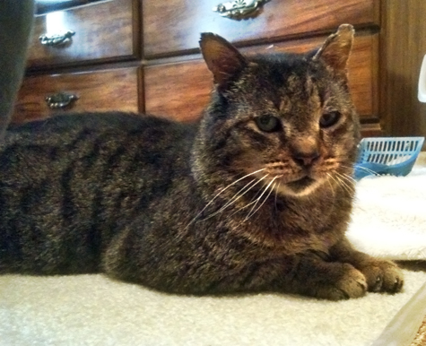 Buddy on the carpet copy.jpg