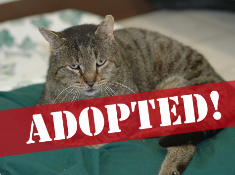 Buddy_Adopted copy.jpg