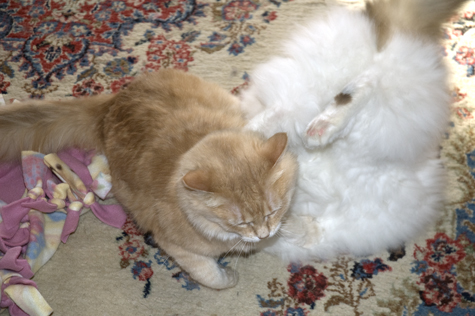 Butt fluff fight.jpg