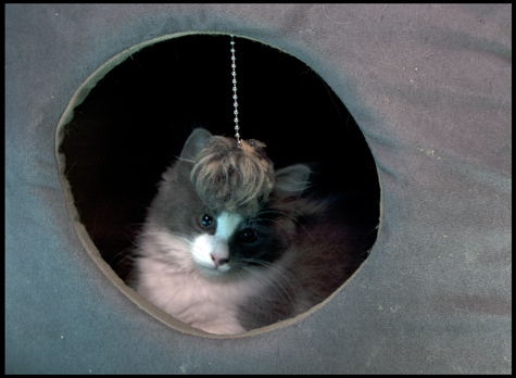Buttons in the CUbe.jpg