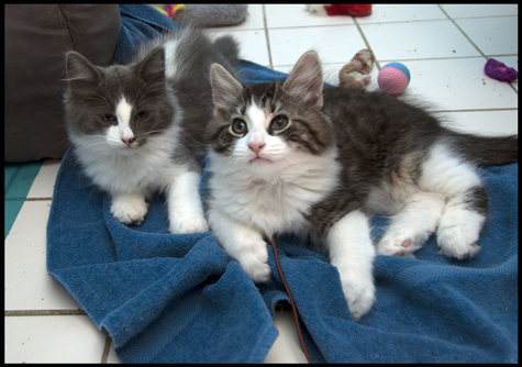 CHarly and buttons.jpg