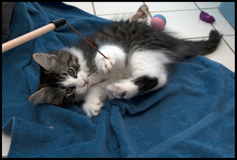 CHarly playtime.jpg