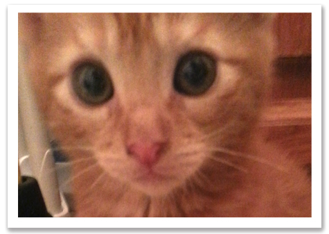 Caitlins Kittens copy.jpg