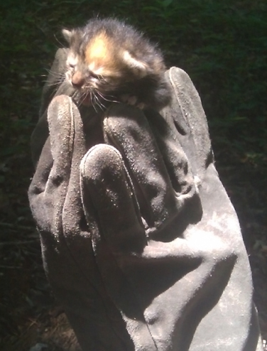 Calico in gloves.jpg