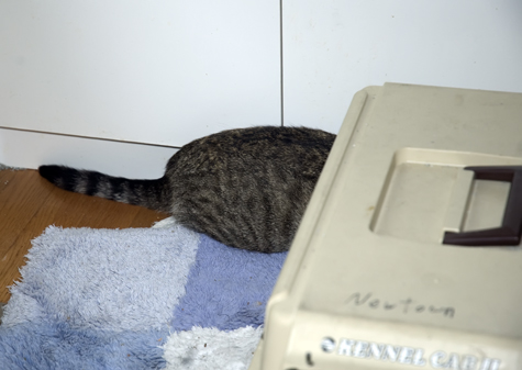 Camera shy.jpg