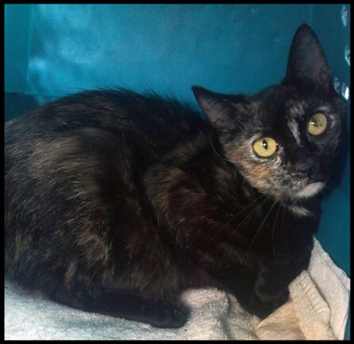 Cami in Carrier.jpg
