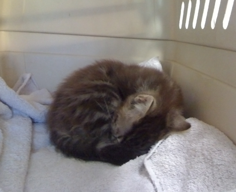 Cara in Cat Carrier_sm.jpg
