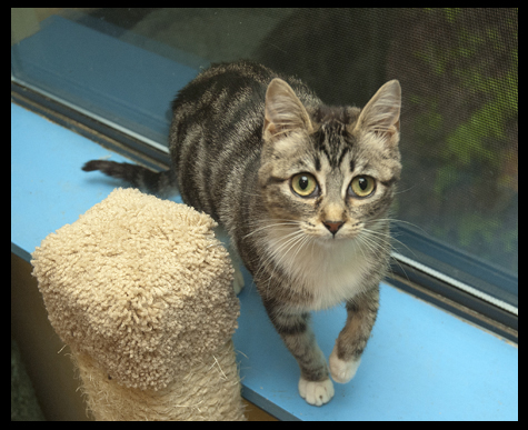 Cara in the window.jpg