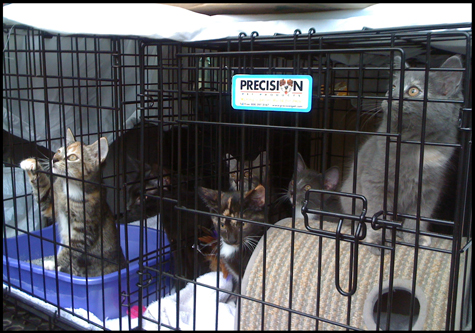 Carload of Kittens.jpg