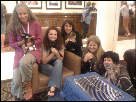 Cat Ladies.jpg