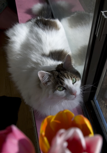 Cat Loaf and Flowers.jpg