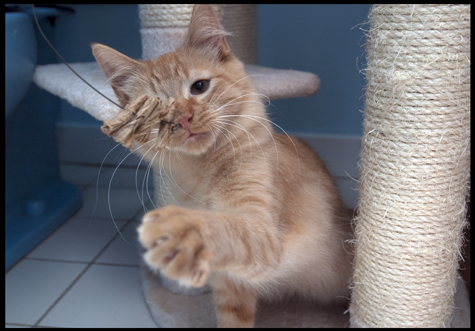 Cat Toy Photo Bomb.jpg
