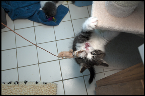 Cat Toy Photobomb.jpg