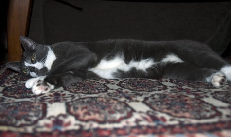 Celebukitty Rest Period.jpg