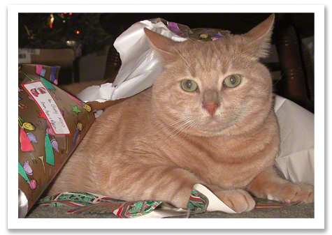 Chapped on Gift Wrap R Olson.jpg