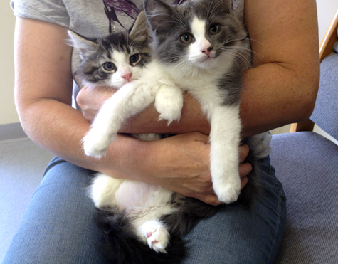 Charly and Buttons b.jpg