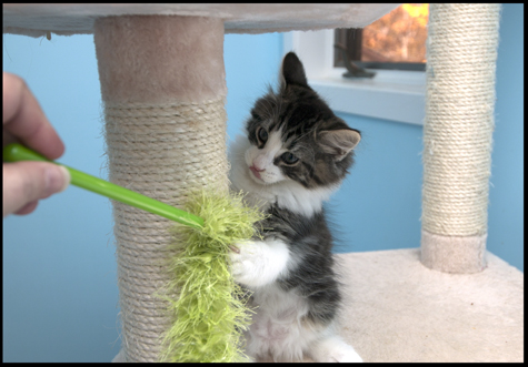 Charly and Green Wand Toy.jpg