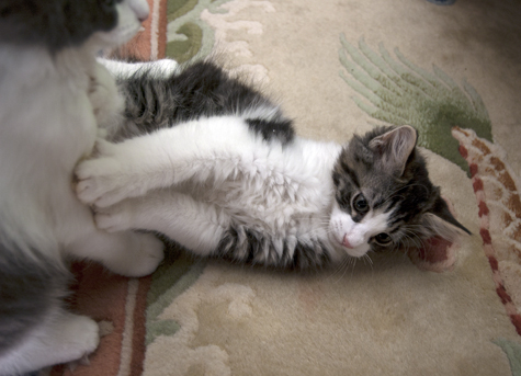 Charly pounced upon.jpg