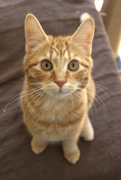 Chester Adorable.jpg