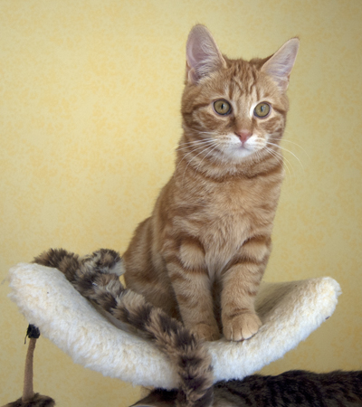 Chester Full Portrait.jpg