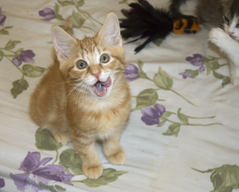Chester Licks his Face.jpg