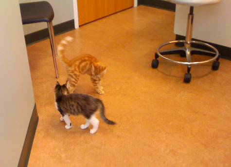 Chester fighting with Polly.jpg
