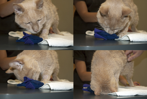 Chester gets a mousey.R.Olson_xs.jpg
