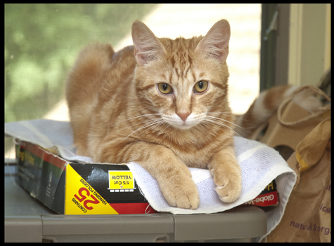 Chester on File.jpg