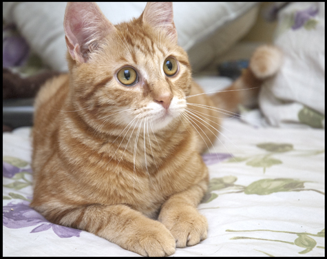Chester on the Bed.jpg