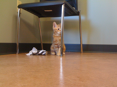 Chester under the chair.jpg