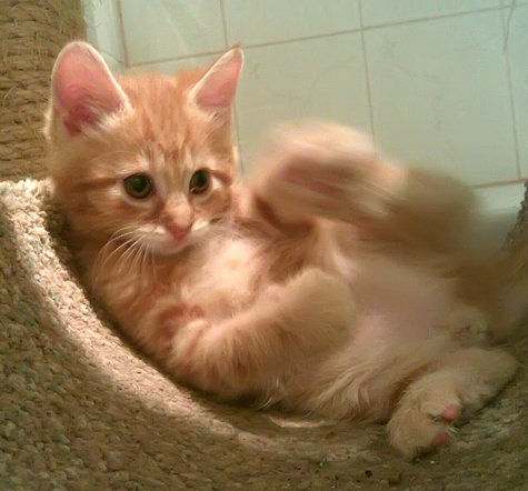 Chesters Belly.jpg