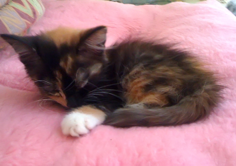 Cinnie Nap.jpg
